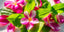 Healthy glowing skin with natural botanical ingredients.